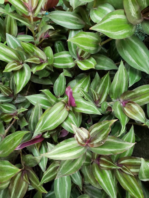 Close-Up Photo of Plants