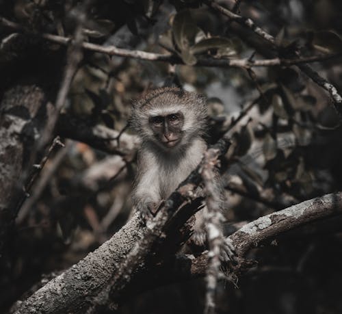 Free stock photo of animal photography, baby monkey, dark
