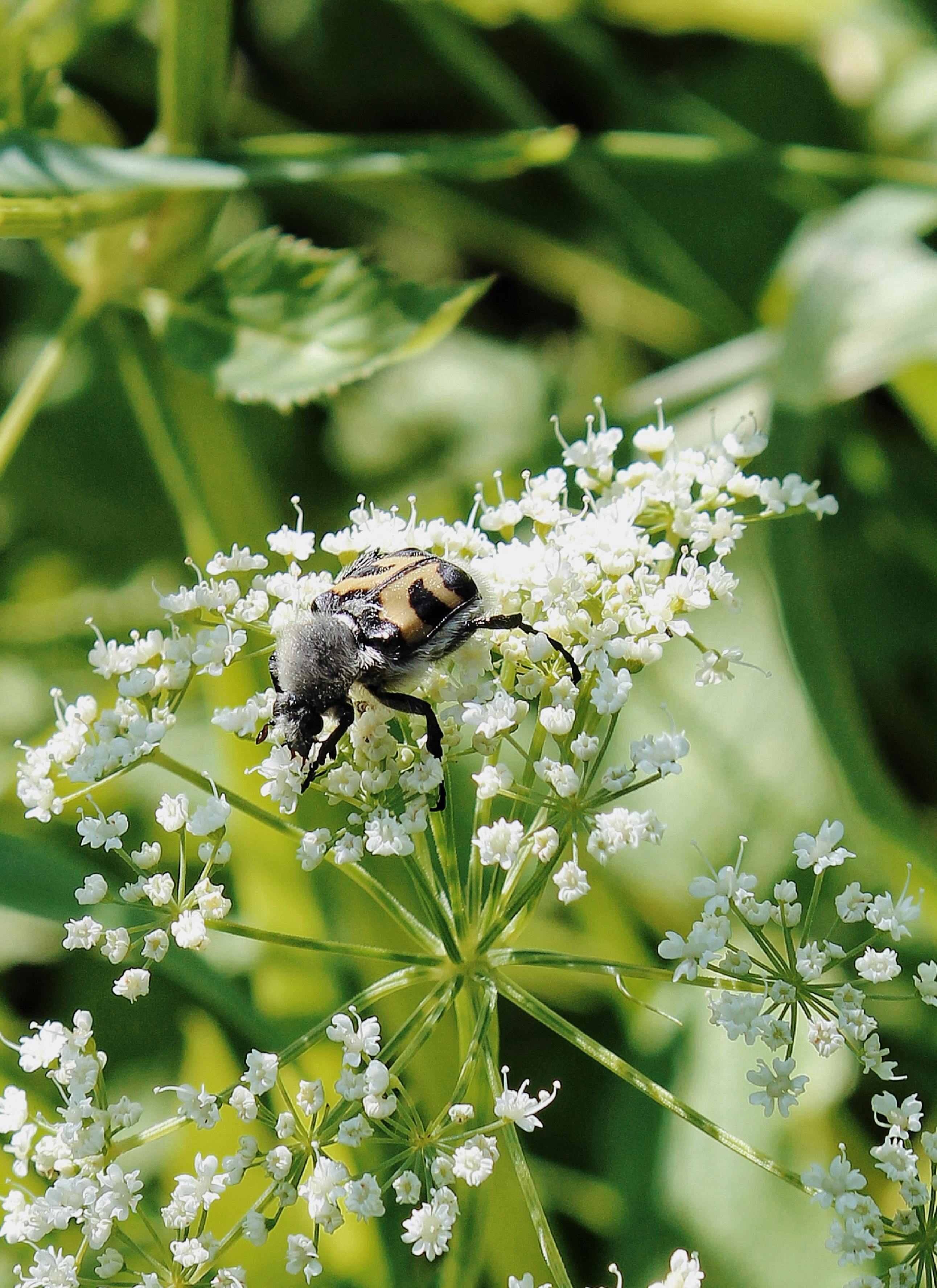 Captivating close-up of a beetle on white flowers against a blurred green background.