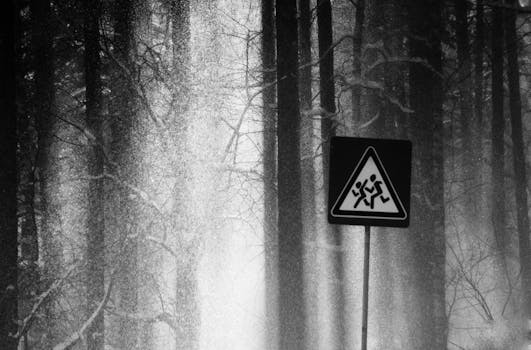 Black and white image capturing forest trees and a road sign in a mysterious foggy ambiance.