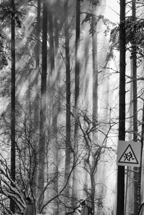 Free Black and white image of sunlight streaming through tall trees in a snowy forest. Stock Photo