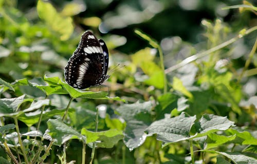 Free Close-Up Shot of a Black Butterfly on a Leaf Stock Photo