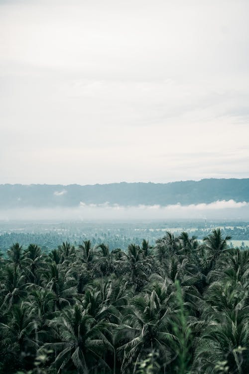 Aerial View of Coconut Trees