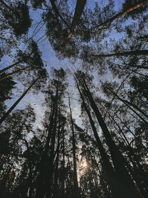 Kostenloses Stock Foto zu bäume, holz, low-angle-shot