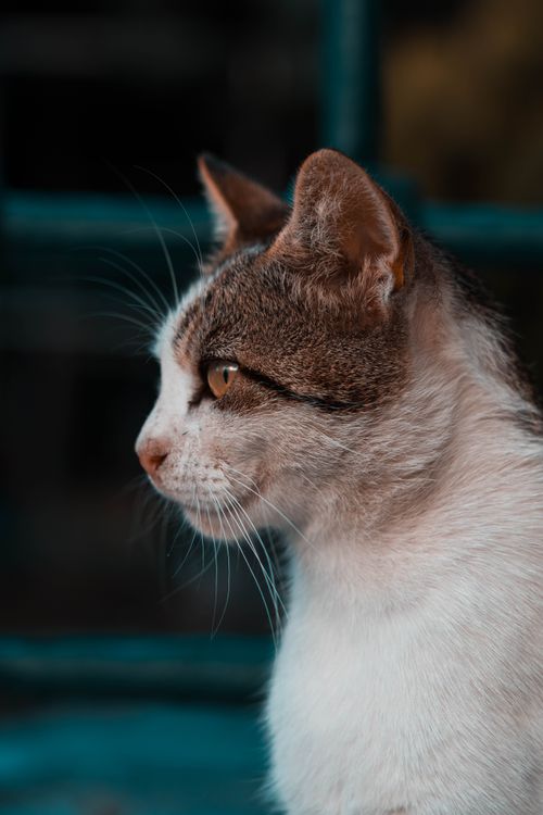 Free A close-up side view of a domestic cat with a blurred background, highlighting its whiskers and fur. Stock Photo