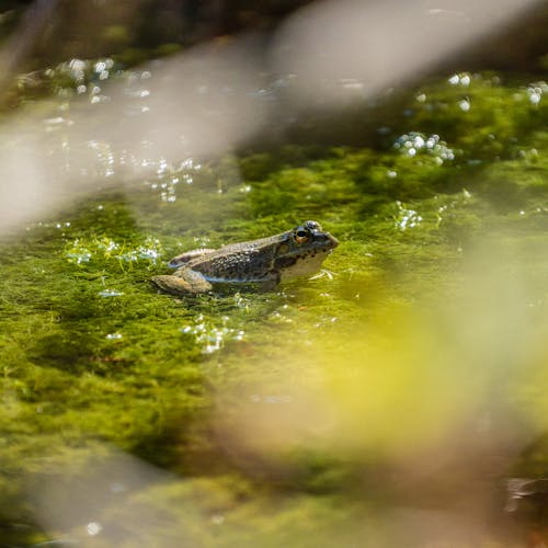 Frog on Shallow Water