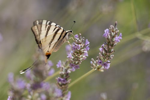 Close-Up Shot of a Butterfly on a Lavender