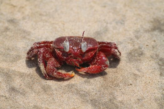 A detailed close-up of a red crab sitting on a sandy beach, showcasing its vivid color and texture.