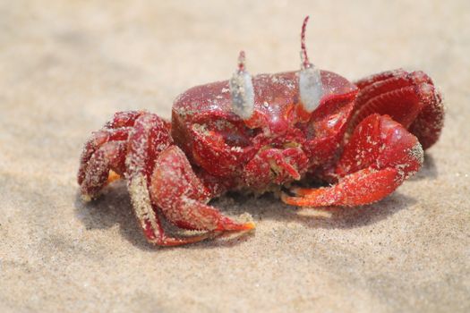 A vivid red sand crab adorned with sandy granules sits on the beach, captured in a detailed close-up shot.