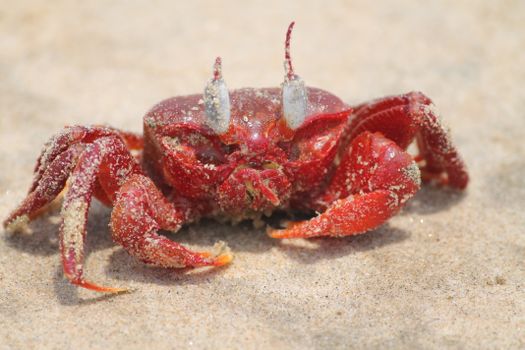 A vibrant red sand crab in focus on sandy beach, showcasing wildlife details.