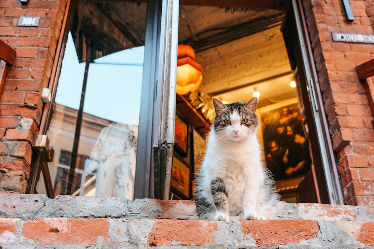 A Cat Outside The Window