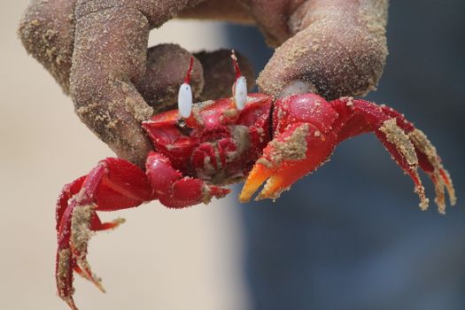 A vibrant red crab held in sandy fingers, showcasing marine wildlife in detail.