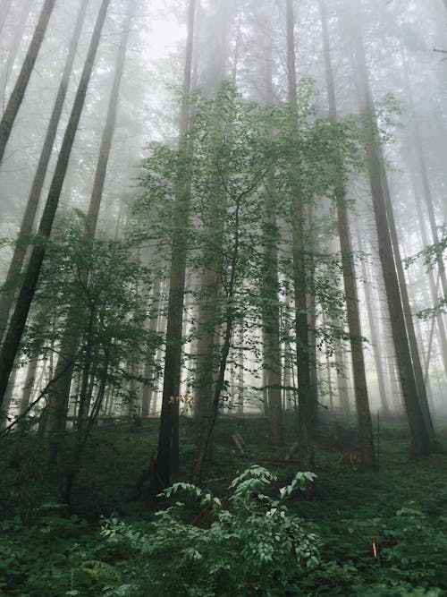 로앵글 촬영, 모바일 챌린지, 숲의 무료 스톡 사진
