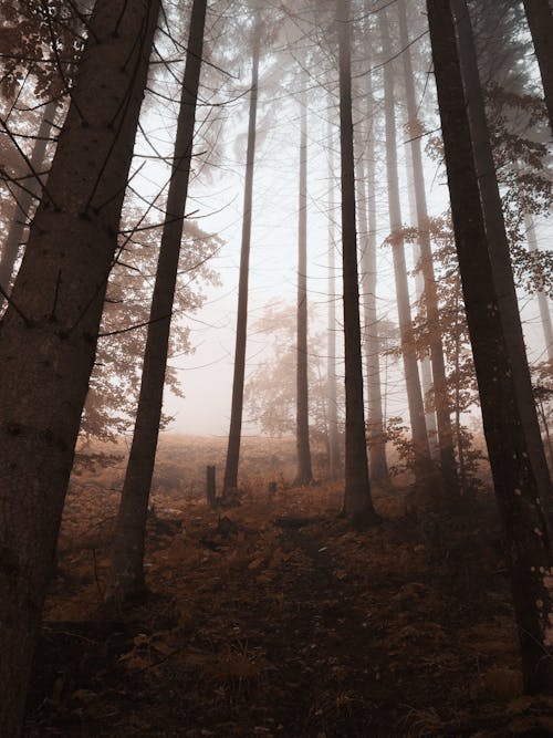 Základová fotografie zdarma na téma dřevo, les, mlha