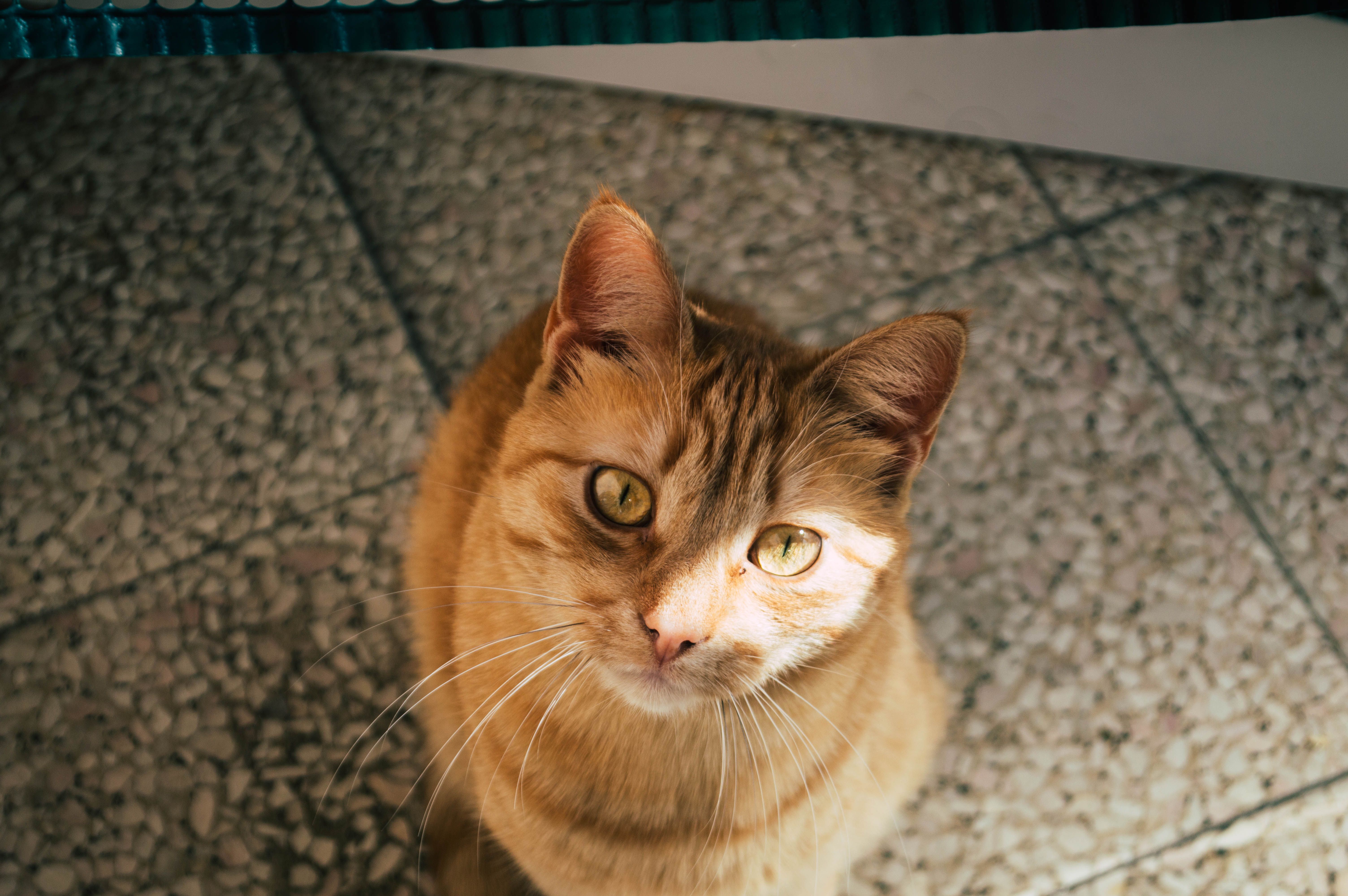 House sitting in Italy: how to find a reliable pet sitter