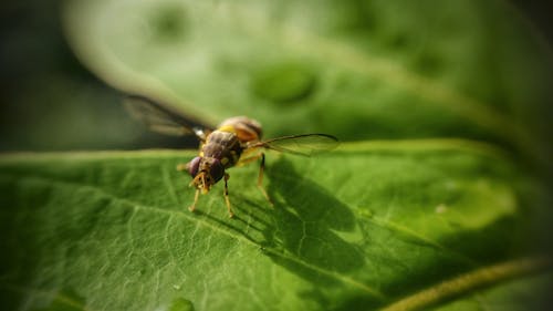 Free Macro Shot of a Wasp on a Leaf Stock Photo