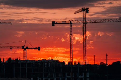 Silhouette of Cranes during Sunset