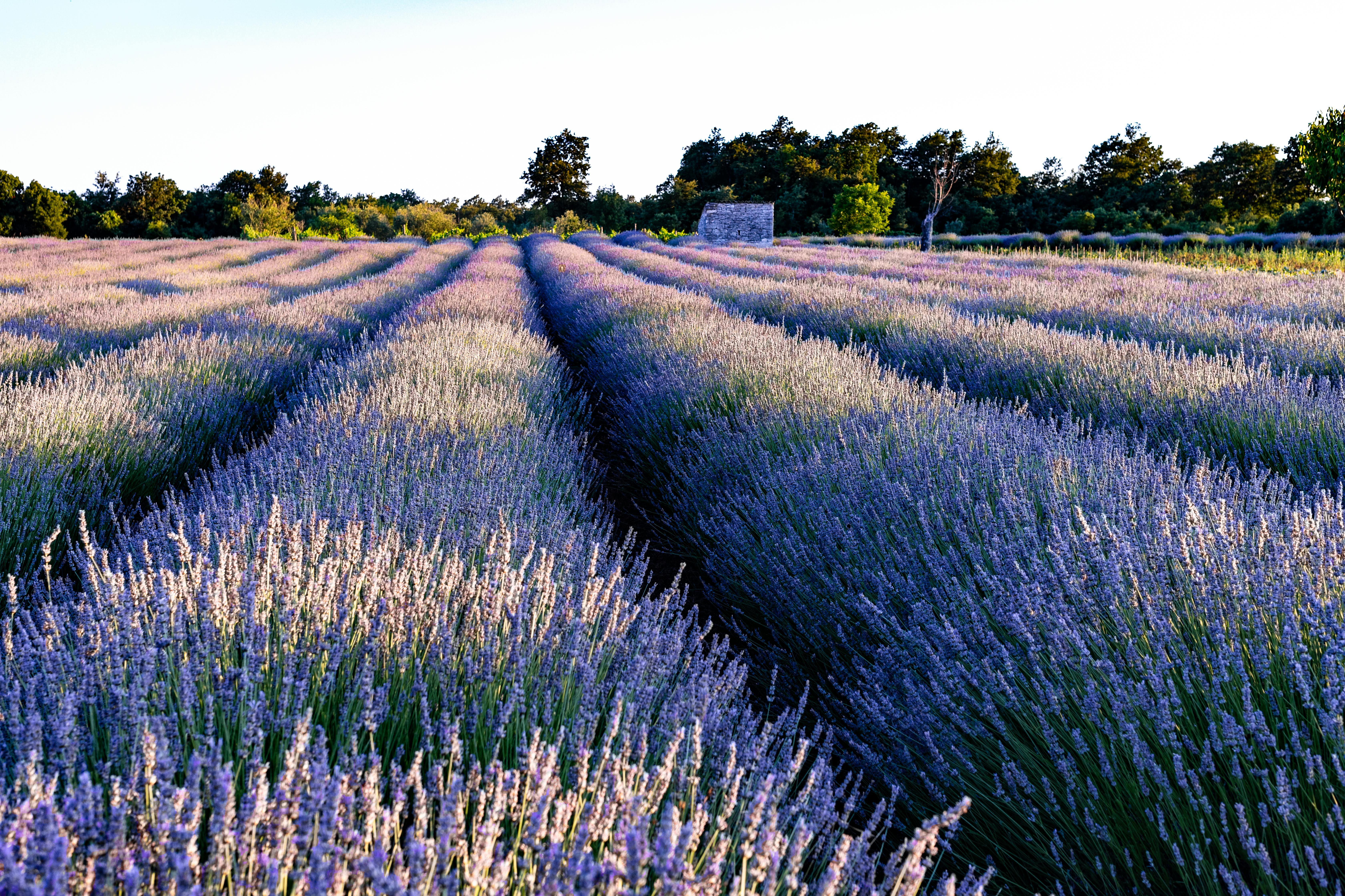 Hvar levendulamezők: mikor és hol fotózz – Hvar lavender fields Croatia purple landscape