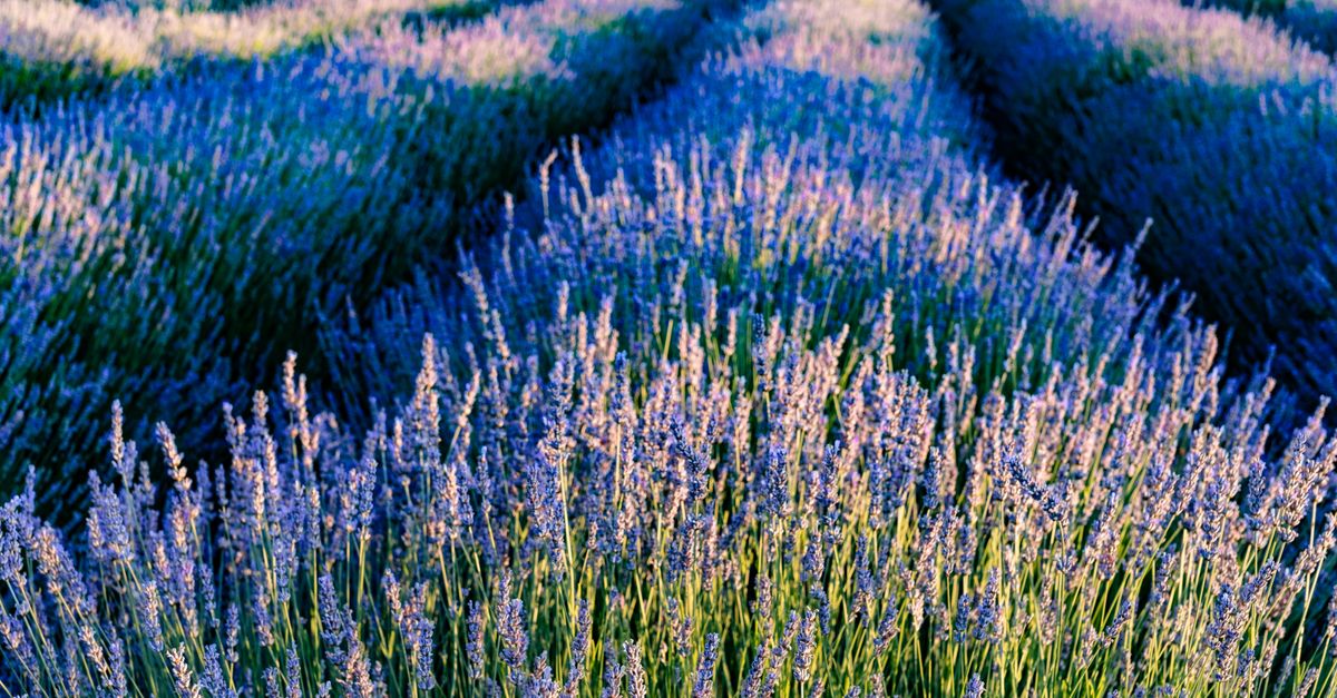 Lavender Fields