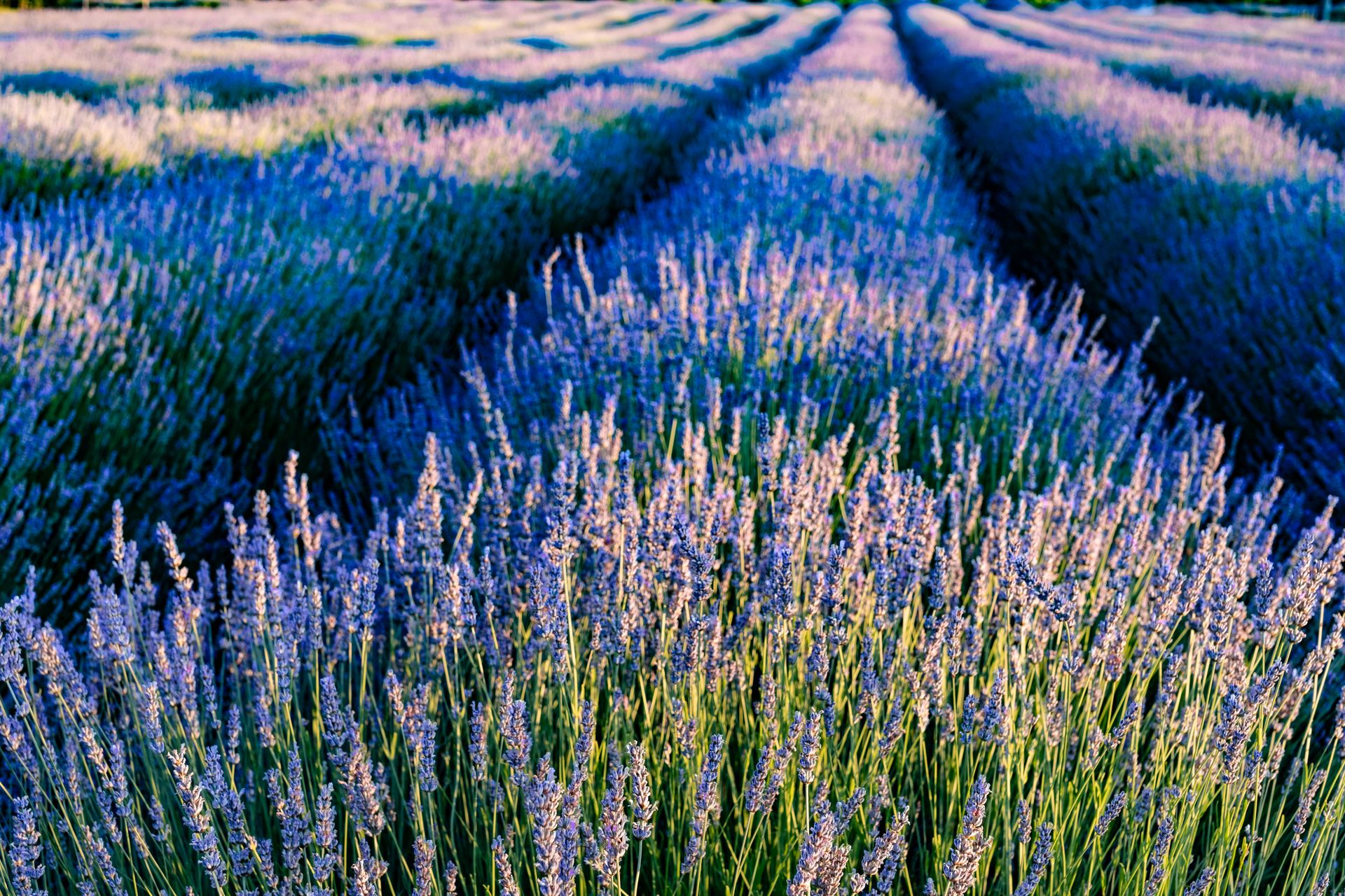 Lavender field in full bloom