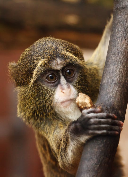 Brown and Black Monkey Handing Brown Fruit during Daytime