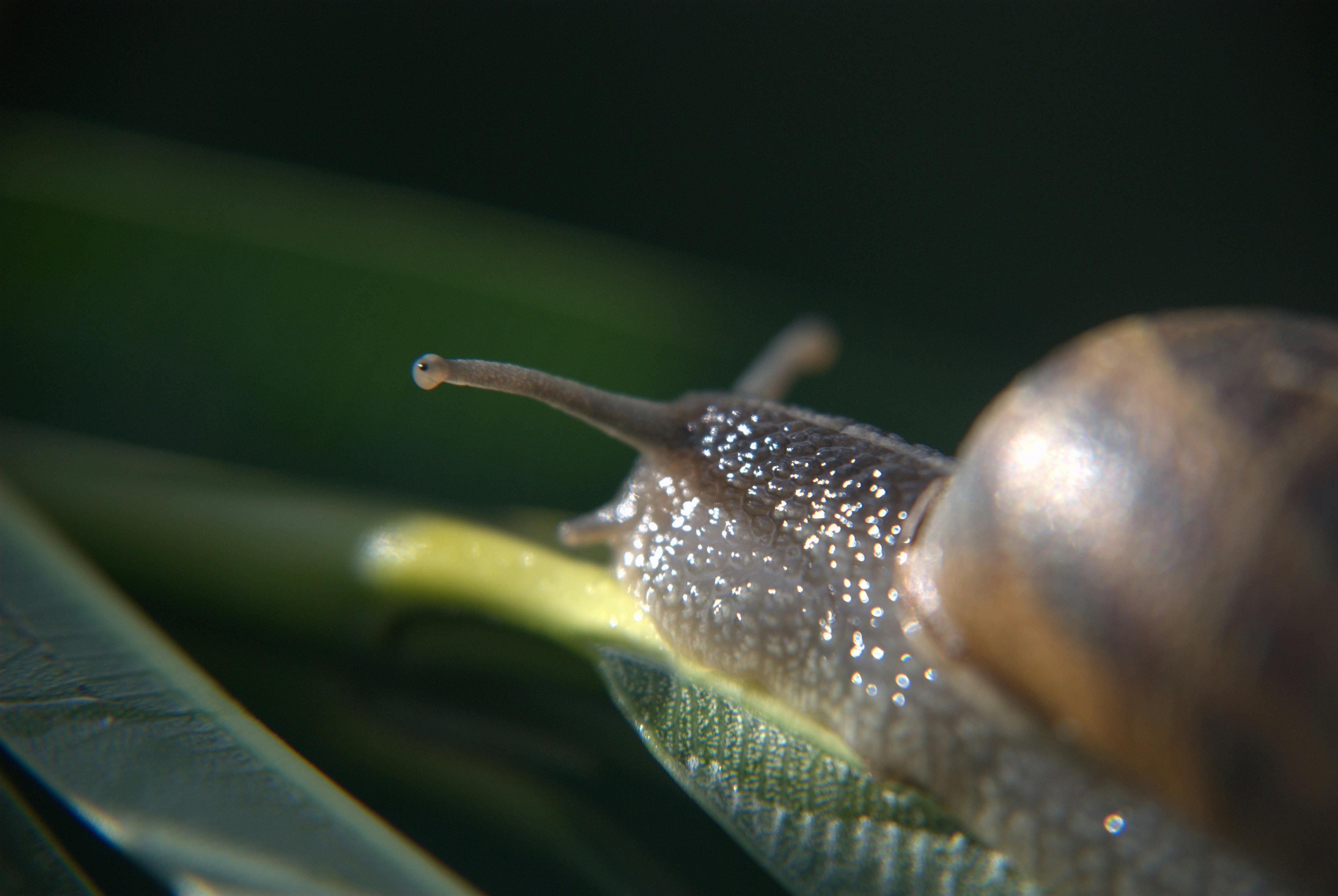 Free stock photo of animal, green leaf, snail