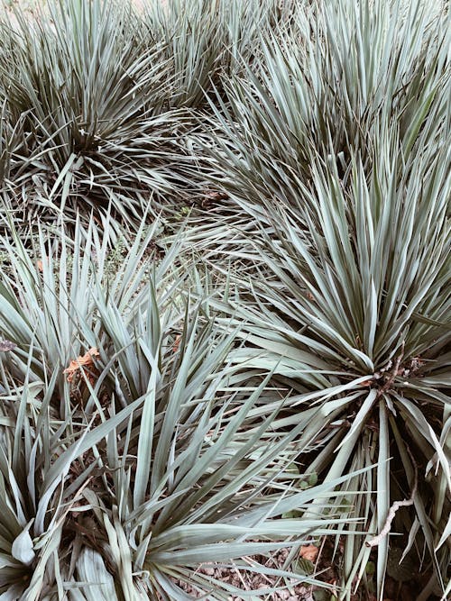 Close-Up Shot of Green Plants