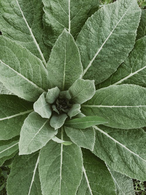 Close-Up Shot of Plant Leaves