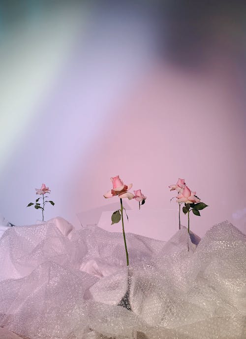 Free Pink Flowers on Bubble Wraps Stock Photo