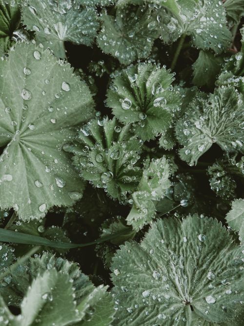 Free Raindrops delicately resting on vibrant green leaves, showcasing nature's beauty. Stock Photo