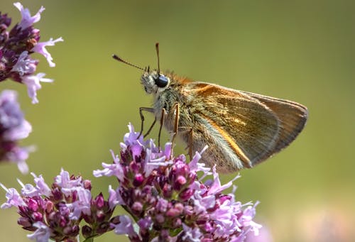 Close-Up Shot of a Brown Butterfly Perched on a Purple Flower