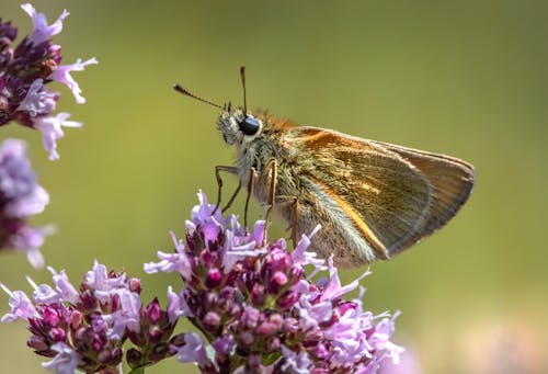 Fotobanka s bezplatnými fotkami na tému bezstavovce, článkonožec, flóra