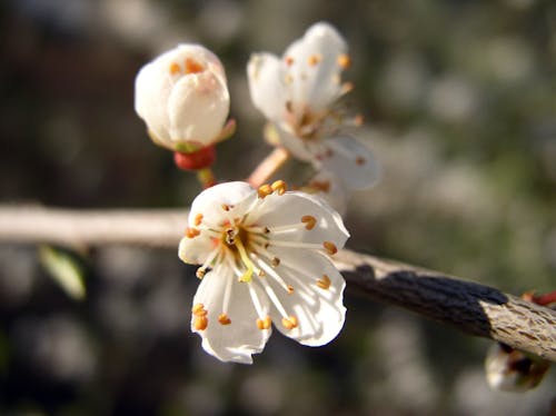 Beyaz 4 Petaled çiçekler