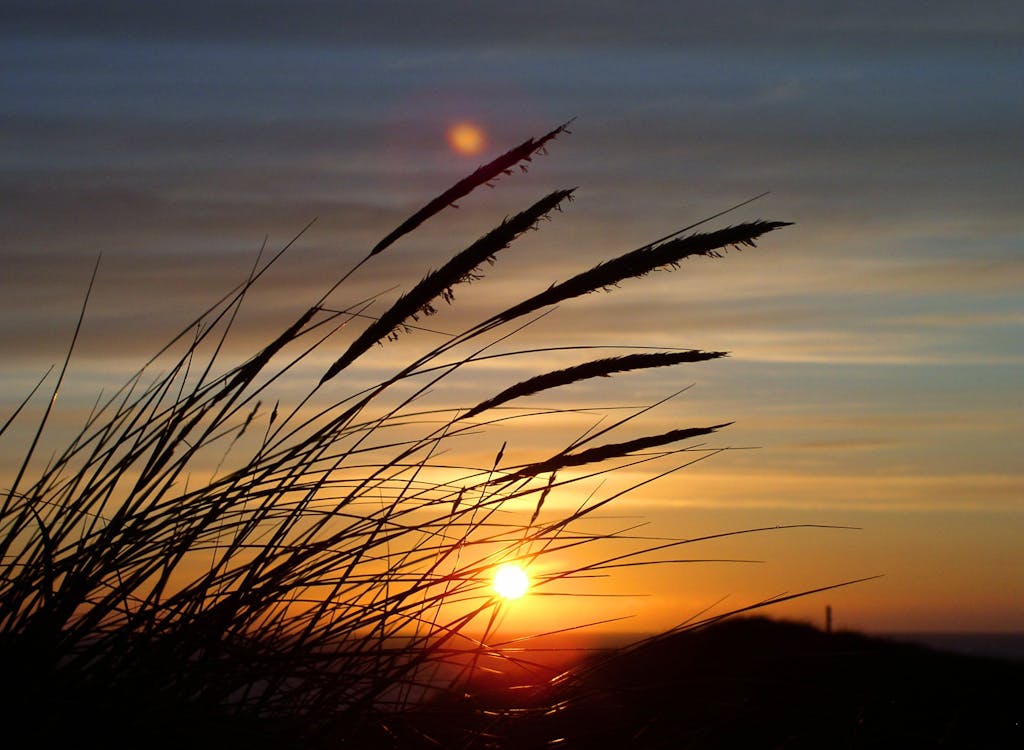 Free Silhouette Image of Fountain Grass during Sunset in Close Up Photography Stock Photo