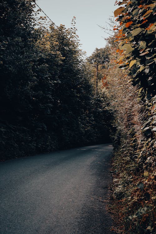  Asphalt Road Between Green Trees