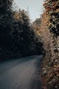 Black Asphalt Road Between Green Trees