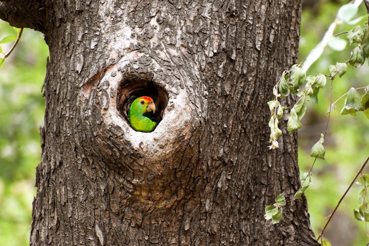 Bird On Tree Hollow 