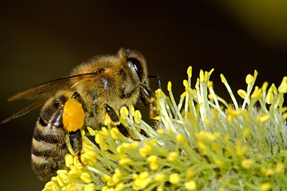 Honey Bee Zipping a Plant