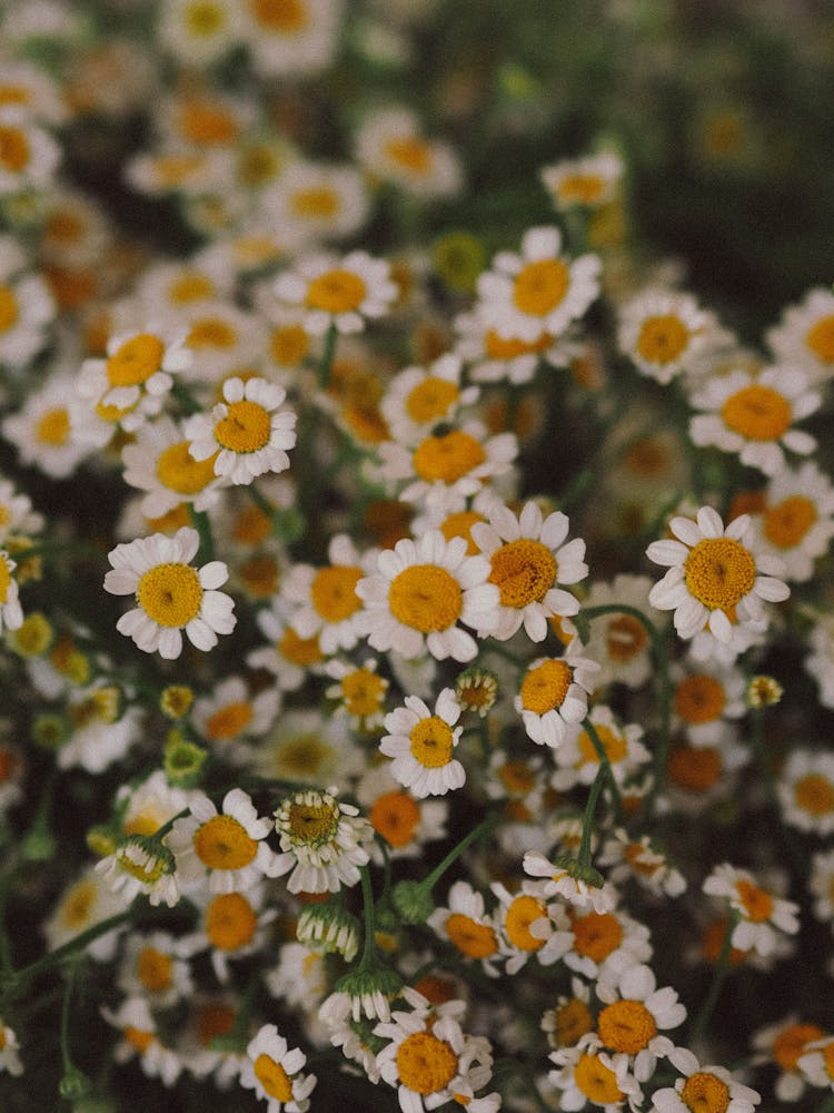 A Cluster Of Chamomile Flowers In Top View Shot