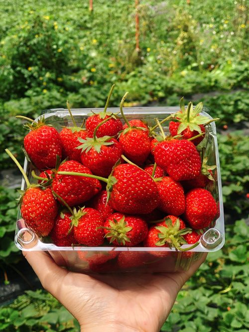 Free Hand holding a container of ripe strawberries in a Đà Lạt field, showcasing freshness. Stock Photo