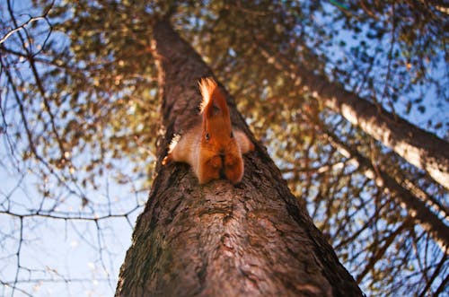 갈색, 귀여운, 나무의 무료 스톡 사진