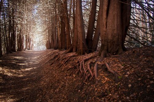 Free Tranquil forest pathway surrounded by towering trees and exposed roots during autumn in Russia. Stock Photo