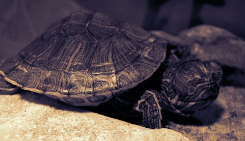 Free stock photo of sea turtle, turtle