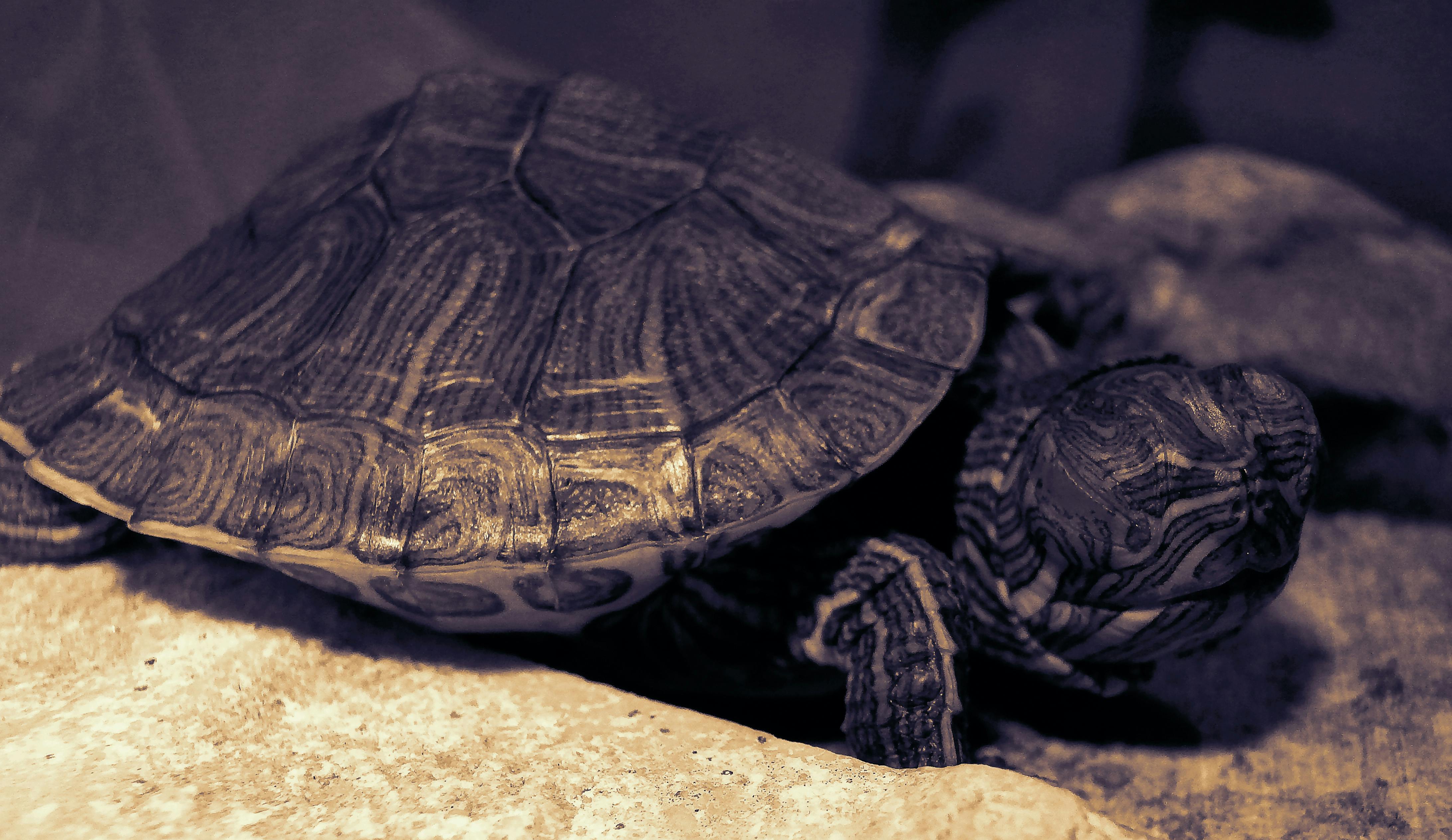 Free stock photo of black and white, sea turtle, turtle