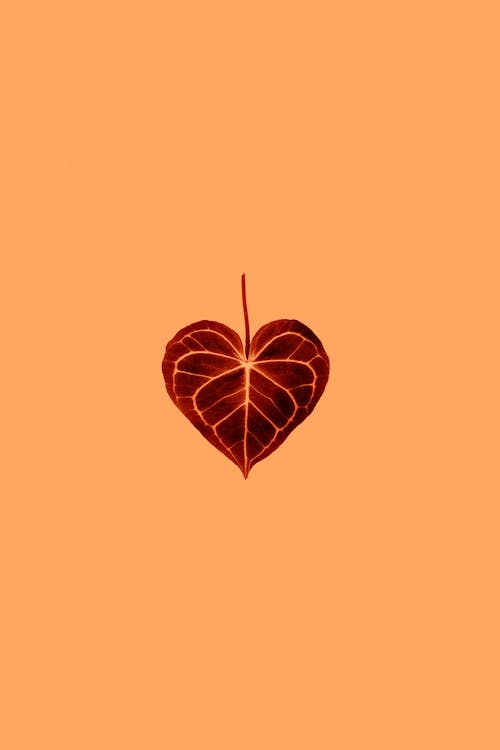 Heart Shaped Leaf on Peach Background