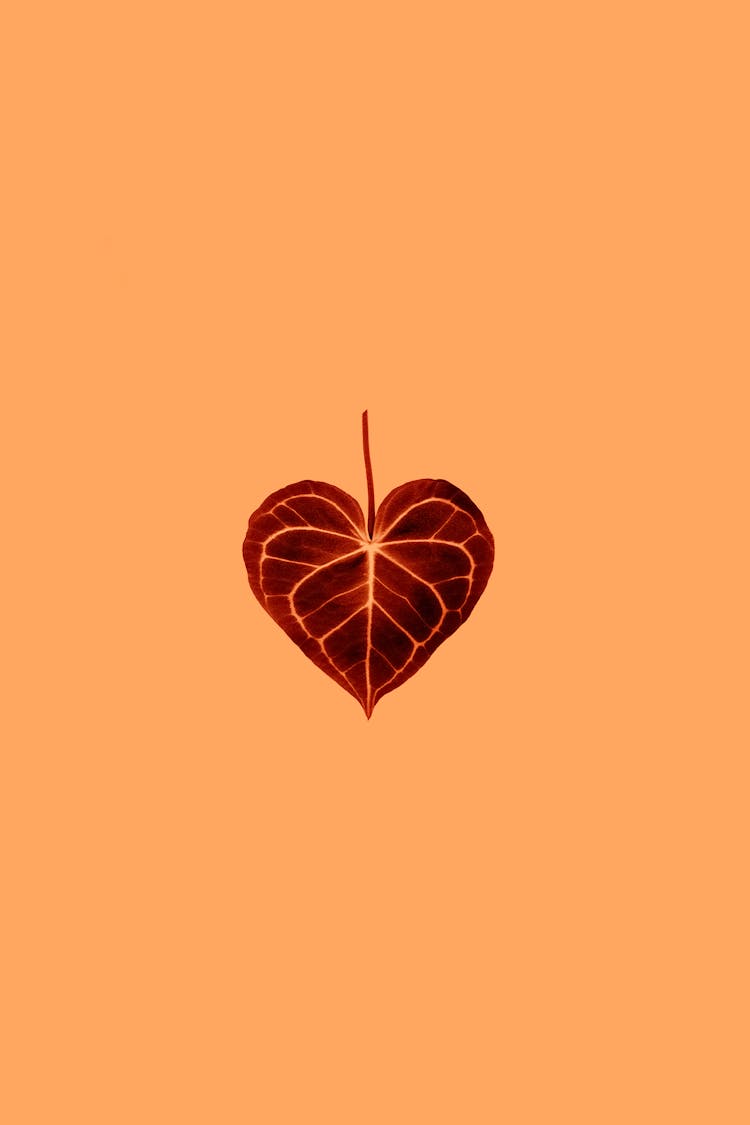 Heart Shaped Leaf On Peach Background