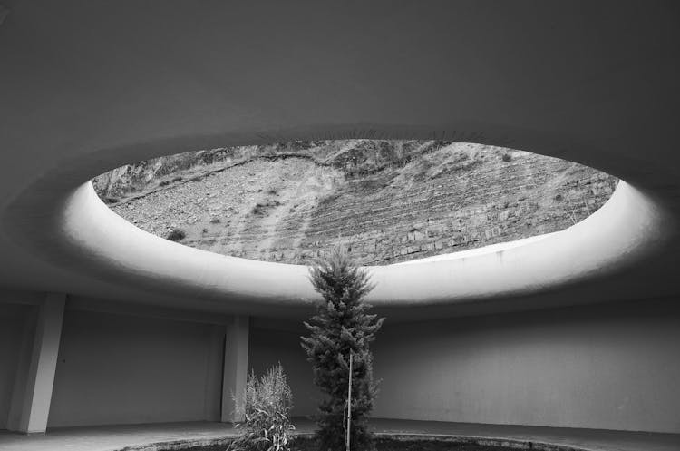 Black And White Photo Of Trees Growing Through Hole In Ceiling