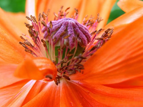 オレンジとピンクの花びらの花