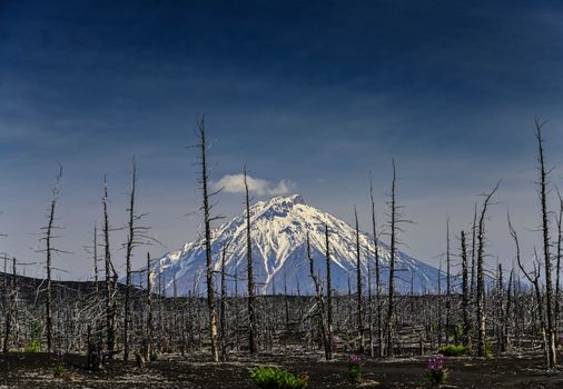 Avacha Bay whale watching — Kamchatka