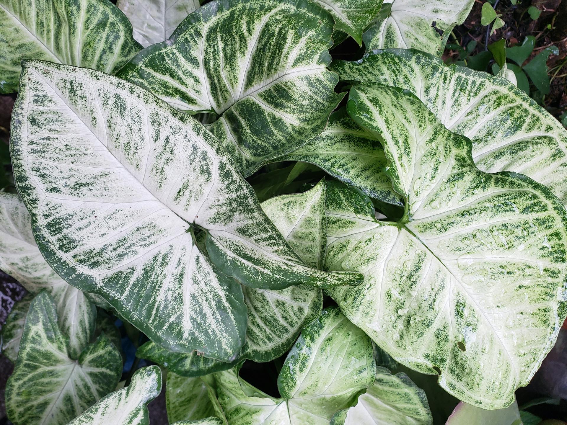 Plant with Green and White Leaves 